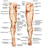 Anatomie: heup,bovenbeen,knie,onderbeen,enkel,voet,acetabulum,collum femoris,trachanter,femur,epicondyl,meniscus,kruisband,cruciate ligament,patella,knieschijf,tibia,fibula,malleolus,talus,calcaneus,tarsus,metatarsus,phalanx,falanx,quadriceps femoris,rectus femoris,sartorius,tensor fasciae latae,tractus iliotibialis,biceps femoris,gastrocnemius,semimembranosus,semitendinosus,soleus,suralis,vena saphena parva,vena saphena magna,sciatic,ischiadicus,peronea